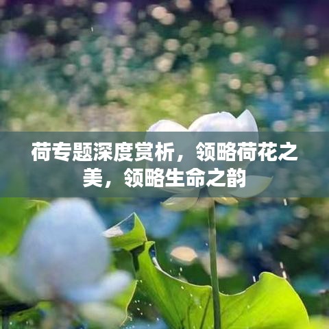 荷专题深度赏析，领略荷花之美，领略生命之韵