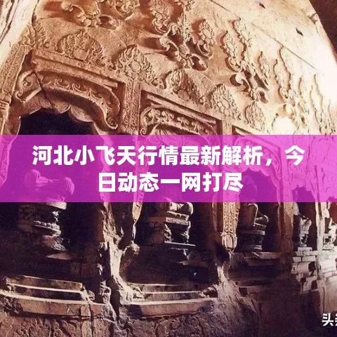 河北小飞天行情最新解析，今日动态一网打尽