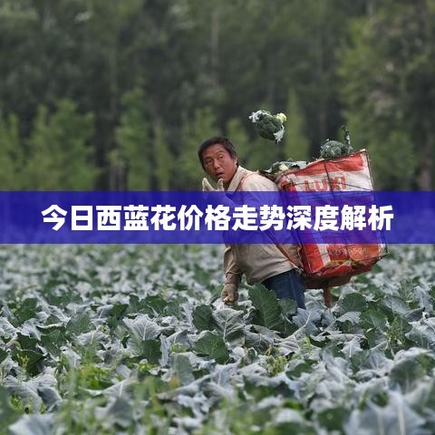今日西蓝花价格走势深度解析