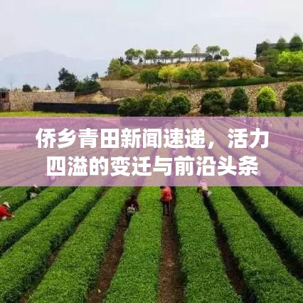 侨乡青田新闻速递，活力四溢的变迁与前沿头条