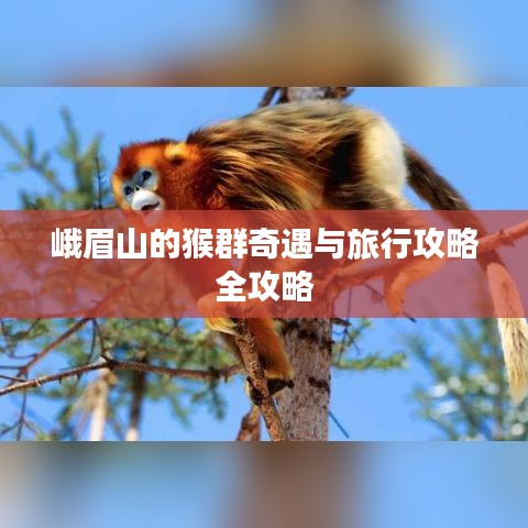 峨眉山的猴群奇遇与旅行攻略全攻略