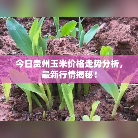 小鸟依人 第2页