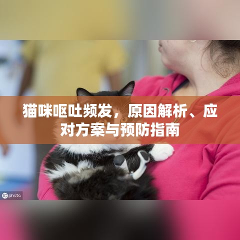 猫咪呕吐频发，原因解析、应对方案与预防指南