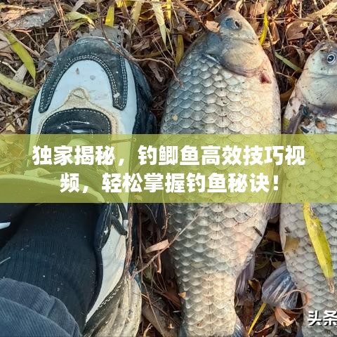 独家揭秘，钓鲫鱼高效技巧视频，轻松掌握钓鱼秘诀！