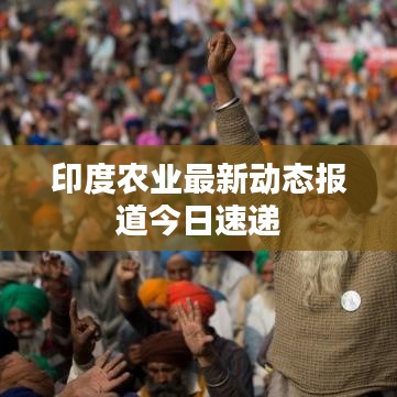 印度农业最新动态报道今日速递