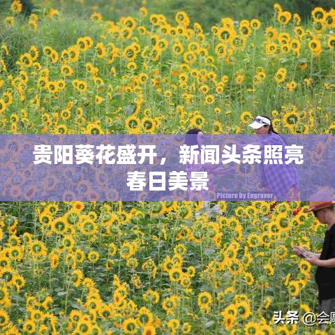 贵阳葵花盛开，新闻头条照亮春日美景