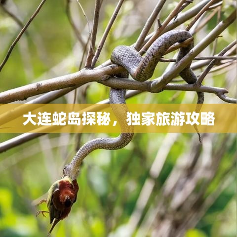 大连蛇岛探秘，独家旅游攻略