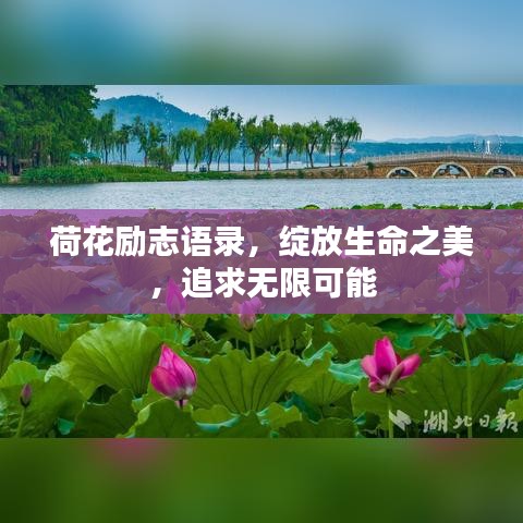荷花励志语录，绽放生命之美，追求无限可能