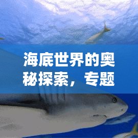 海底世界的奥秘探索，专题教育引领海洋意识培养之路