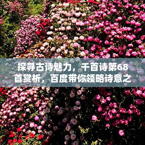 探寻古诗魅力，千首诗第68首赏析，百度带你领略诗意之美