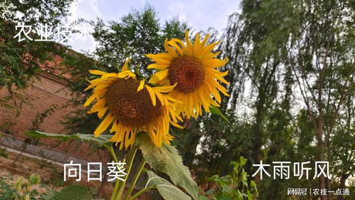 向日葵历史版本,资源策略实施-开发版1_v4.747